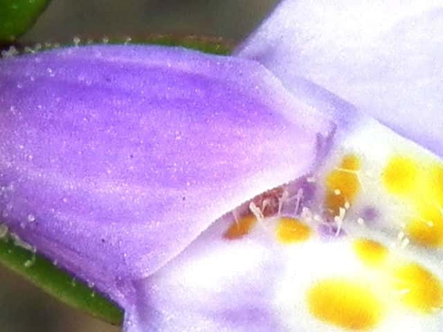 トキワハゼ花