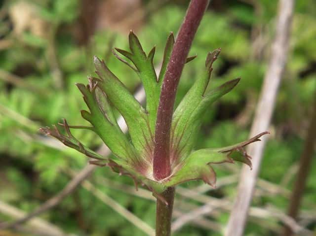 ボタンイチゲ総苞葉
