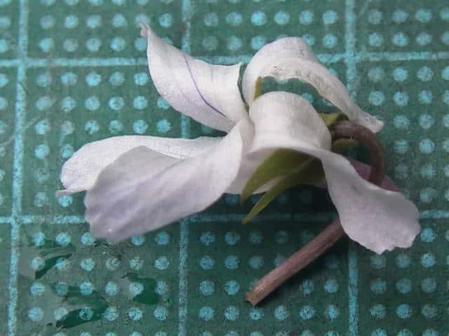 シロバナツクシコスミレ花