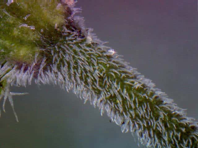 ネバリノミノツヅリ茎