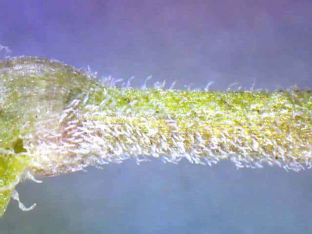 ネバリノミノツヅリ茎