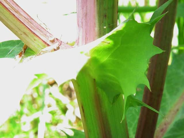 アイノゲシ葉