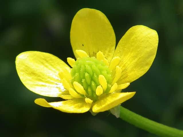 イボミキンポウゲ花