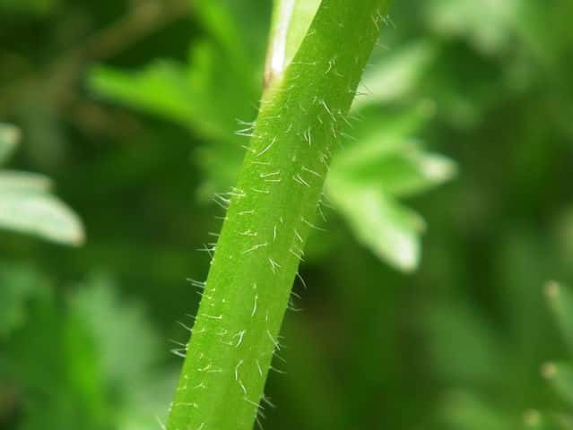 イボミキンポウゲ茎