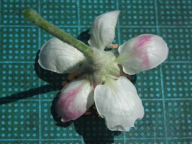オオウラジロノキ花