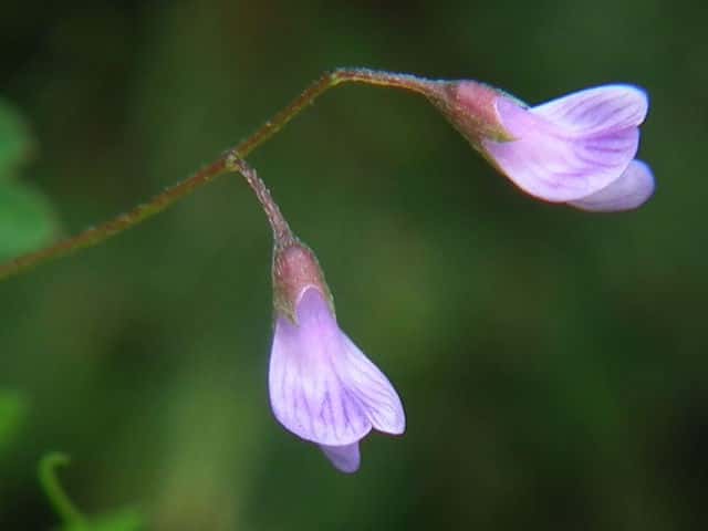 カスマグサ花