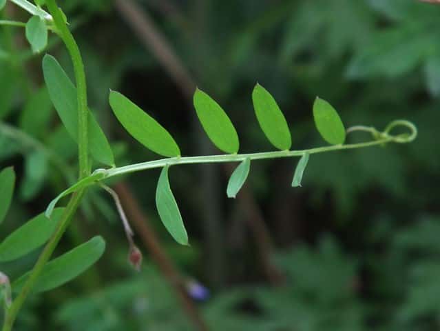 カスマグサ葉