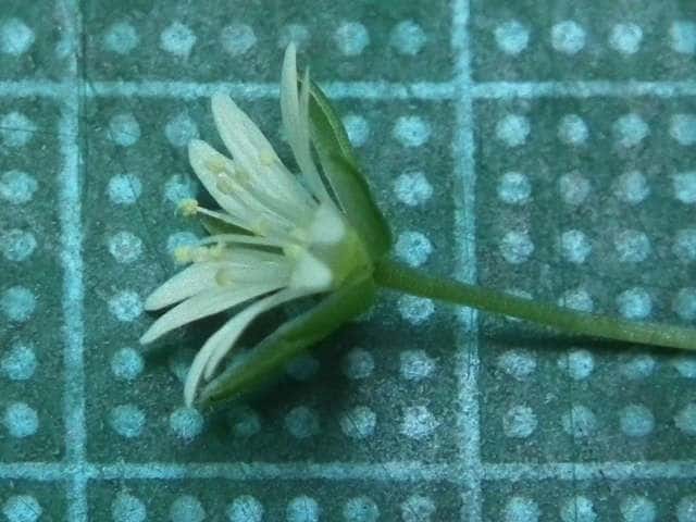 サワハコベ花