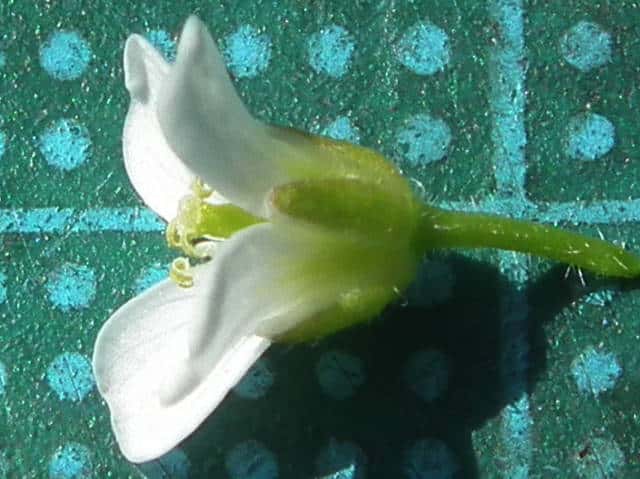 オオケタネツケバナ花
