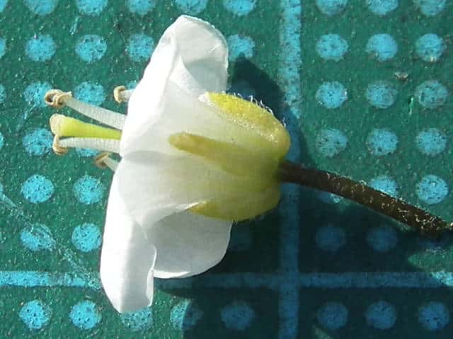 コンロンソウ花