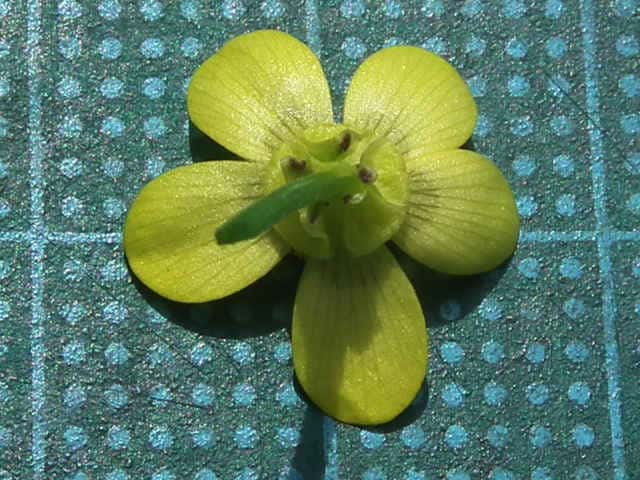 イボミキンポウゲ花