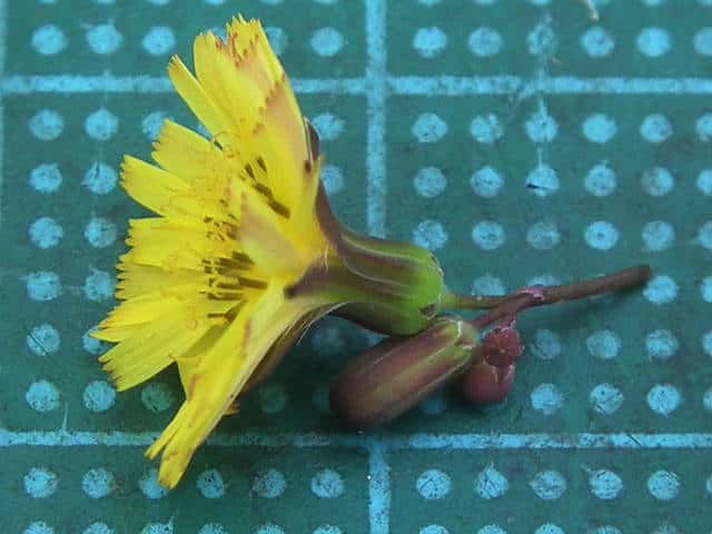 オニタビラコ花