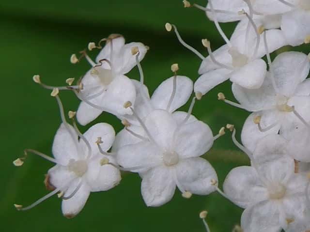 コバノガマズミ花
