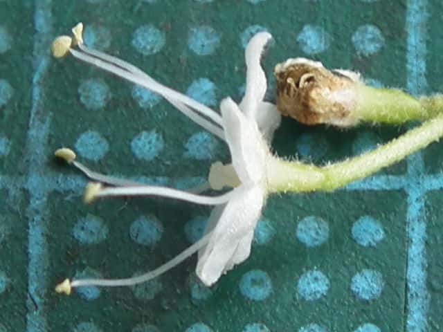 コバノガマズミ花