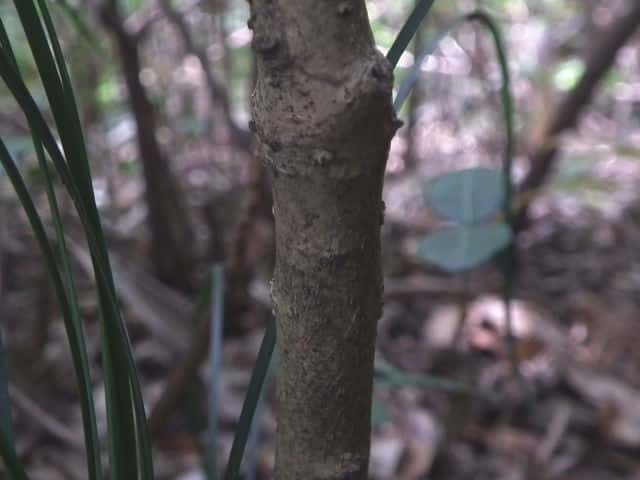 コバノガマズミ樹皮