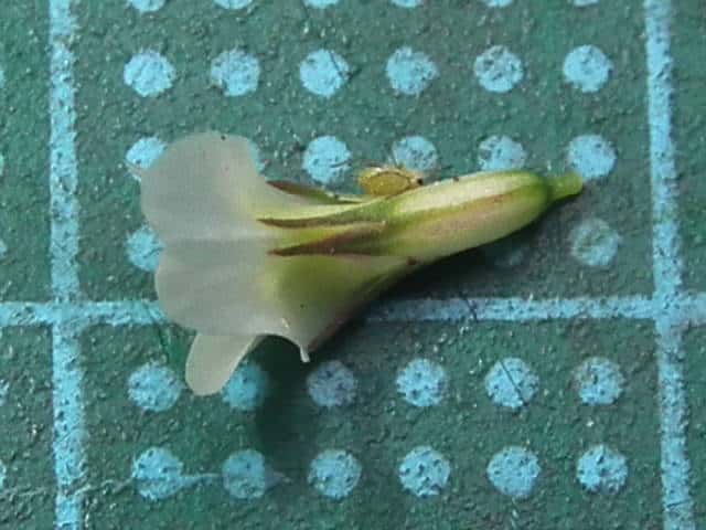 シロツメクサ花