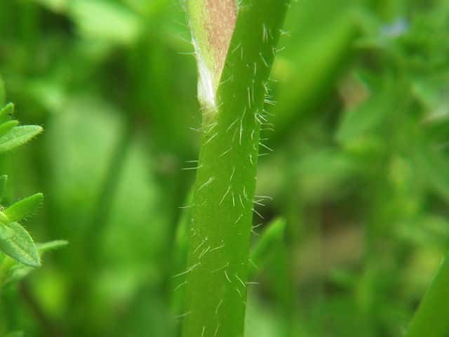 イボミキンポウゲ茎