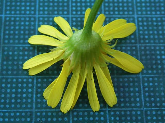 サワオグルマ花