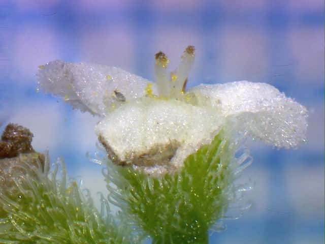キクムグラ花