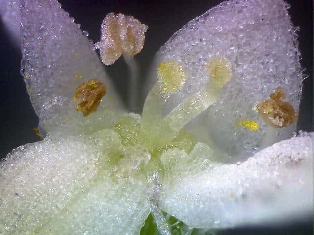 キクムグラ花