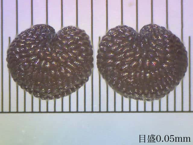 ネバリノミノツヅリ種子