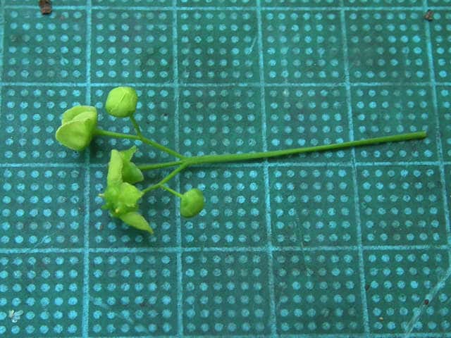 コマユミ花
