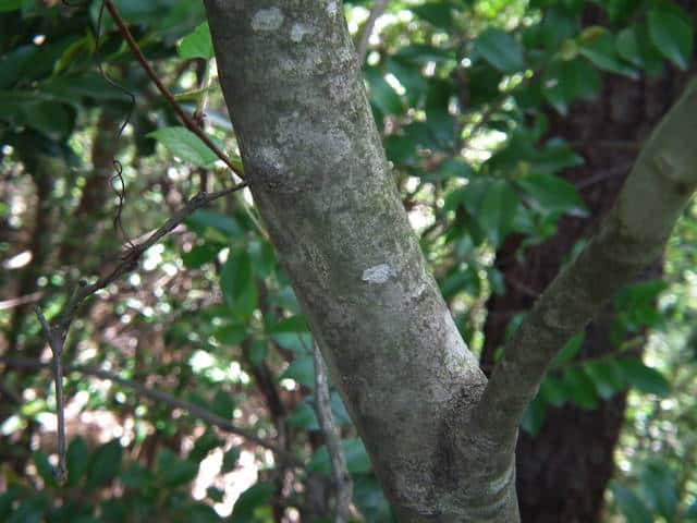 マルバアオダモ樹皮