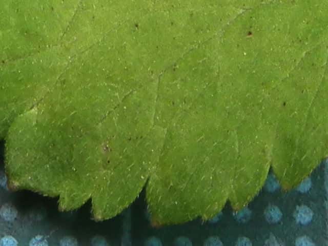 キツネノボタン葉