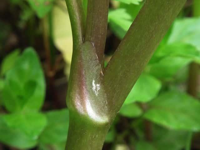 キツネノボタン茎