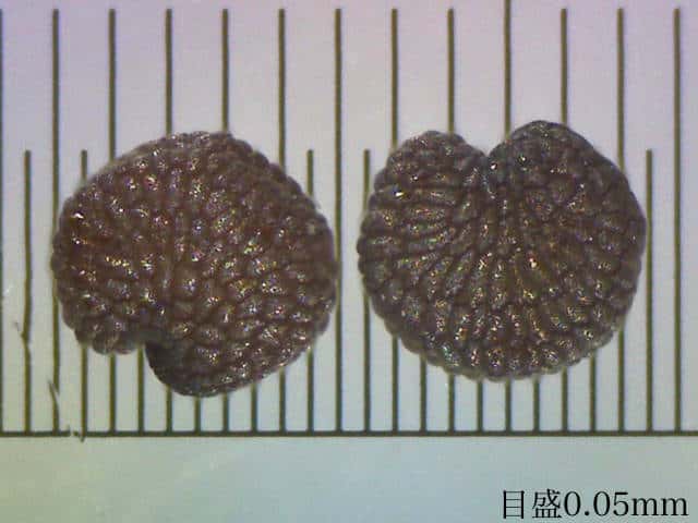 ネバリノミノツヅリ種子
