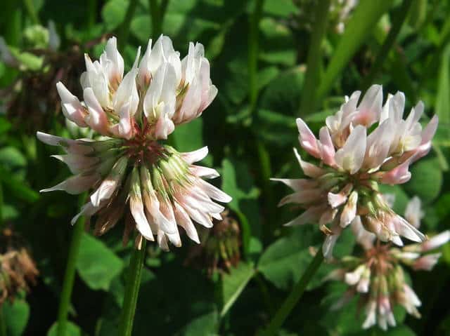 シロツメクサ花