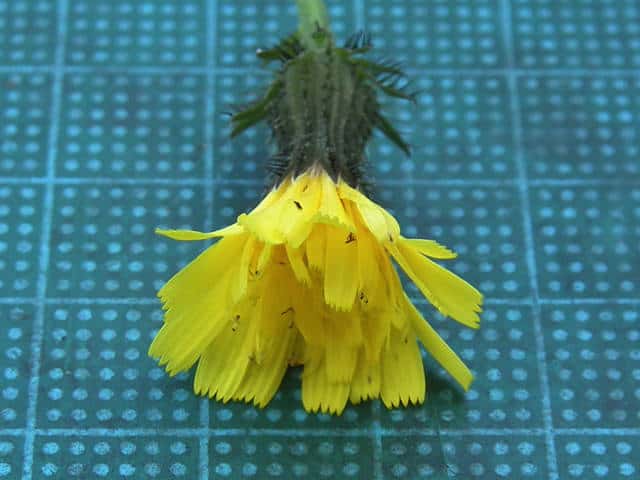 コウゾリナ花