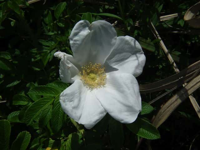 シロバナハマナス白花