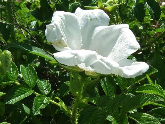 シロバナハマナス白花