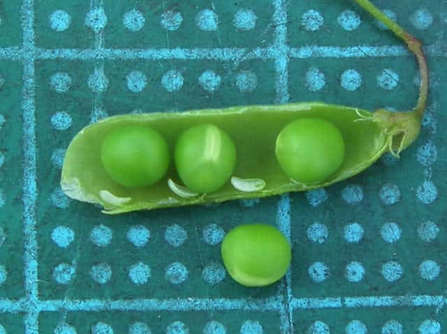 カスマグサ種子