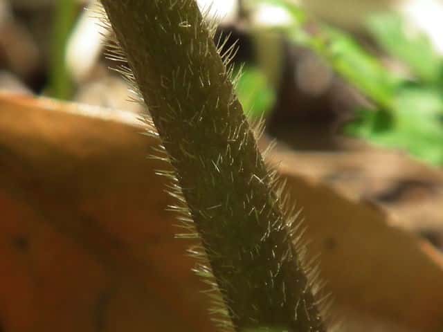 ヤマキツネノボタン茎