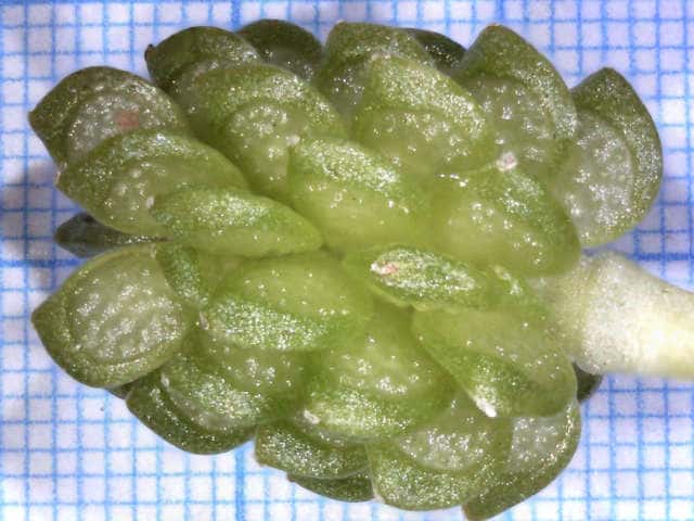 イボミキンポウゲ果実