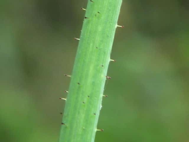 オニノゲシ茎