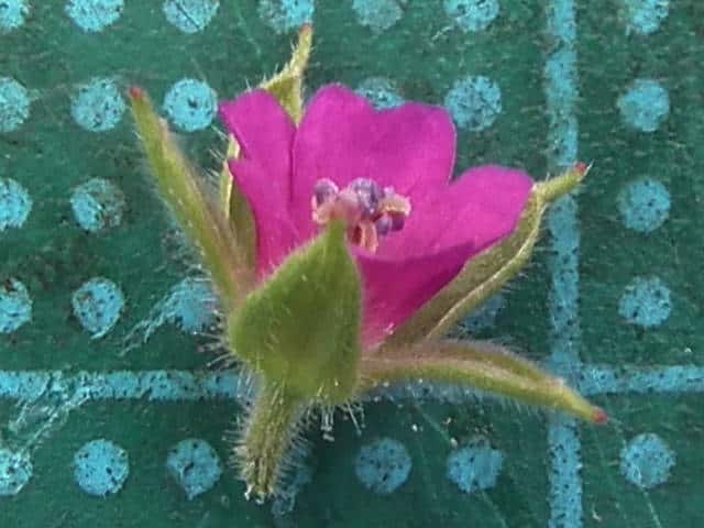 オトメフウロ花