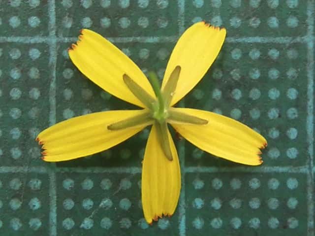 ニガナ花