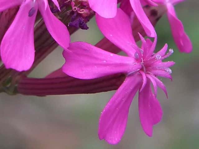 ムシトリナデシコ花