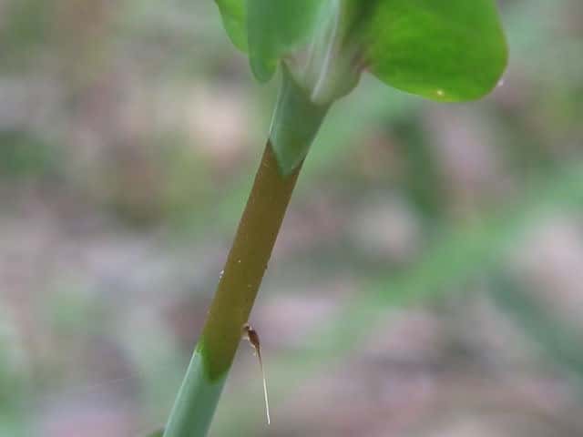 ムシトリナデシコ茎