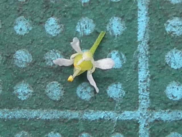 マメグンバイナズナ花