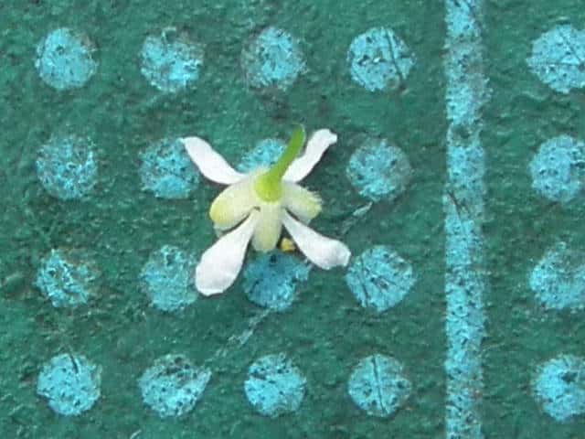 マメグンバイナズナ花