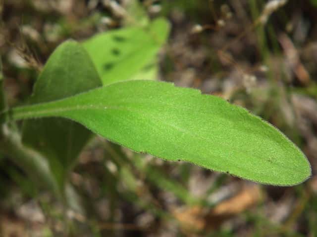 ヘラバヒメジョオン葉