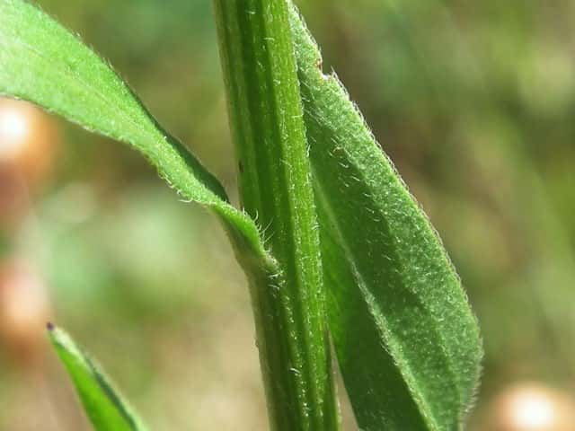 ヘラバヒメジョオン茎