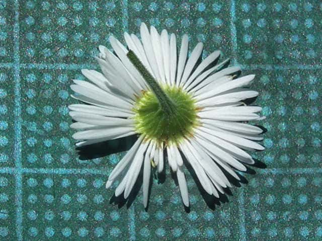 ヘラバヒメジョオン花