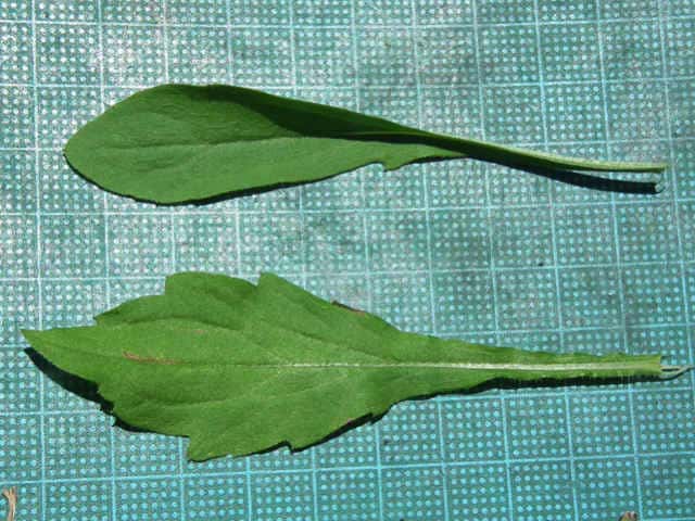 ヘラバヒメジョオン葉