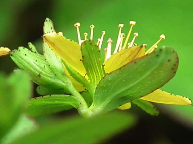 サワオトギリ花