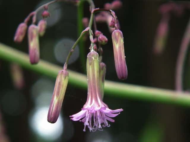 ムラサキニガナ花